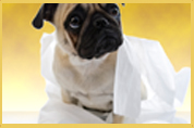 Pug caught up with toilet paper